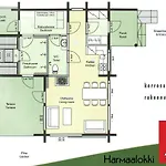 Harmaalokki