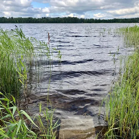 Harmaalokki * Savonlinna